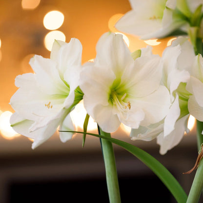 Amaryllis 'Mont Blanc'