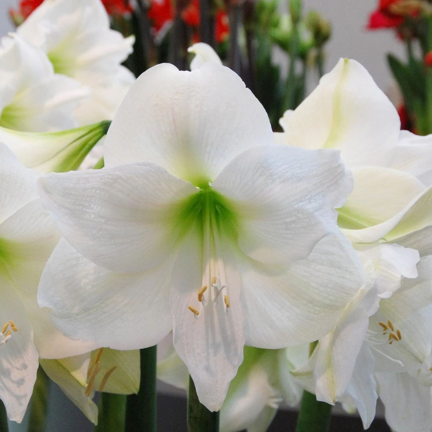 Amaryllis 'Mont Blanc'