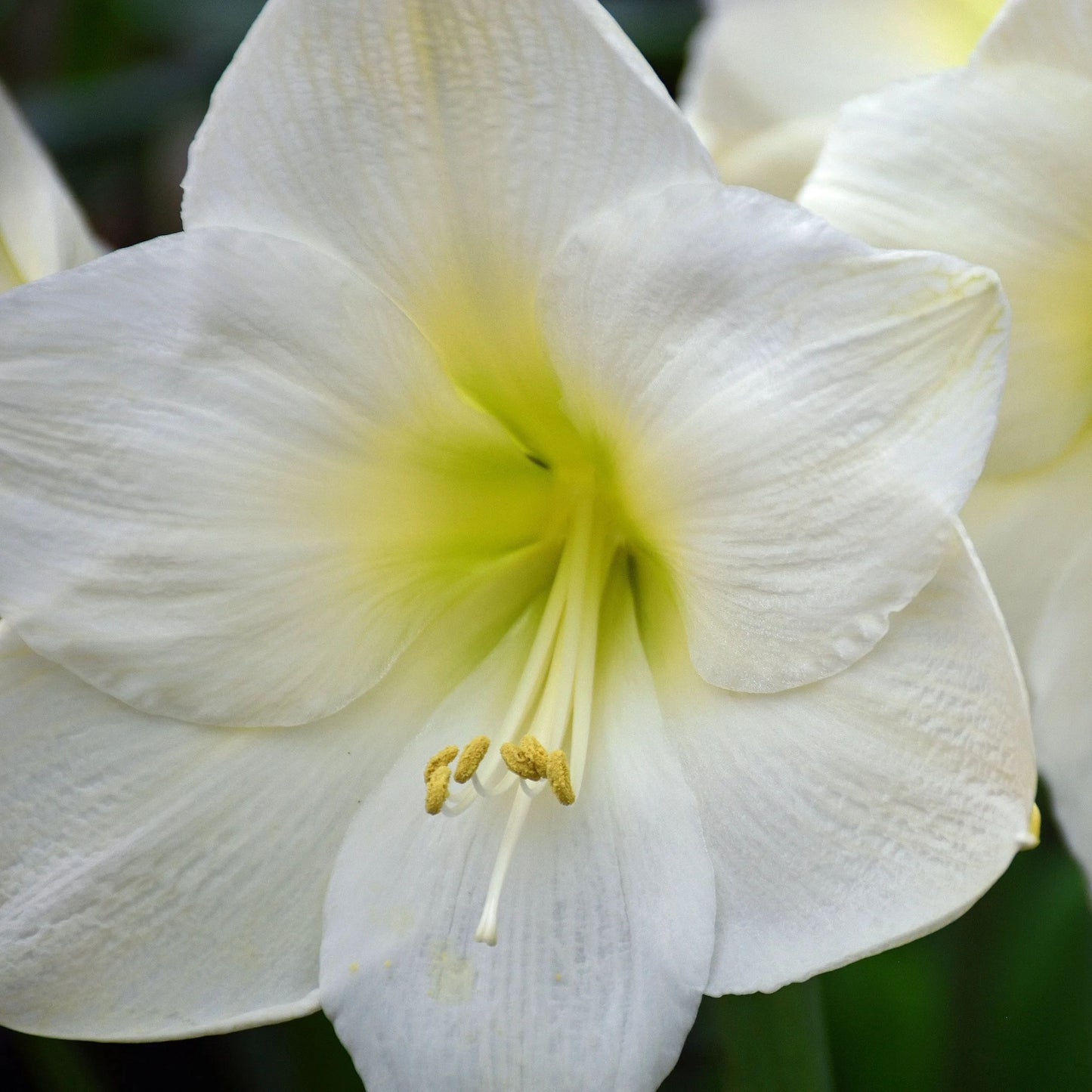 Amaryllis 'Mont Blanc'