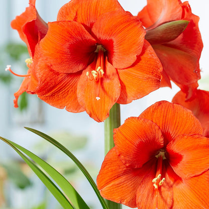 Amaryllis 'Orange Souvereign'