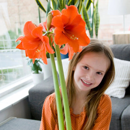 Amaryllis 'Orange Souvereign'