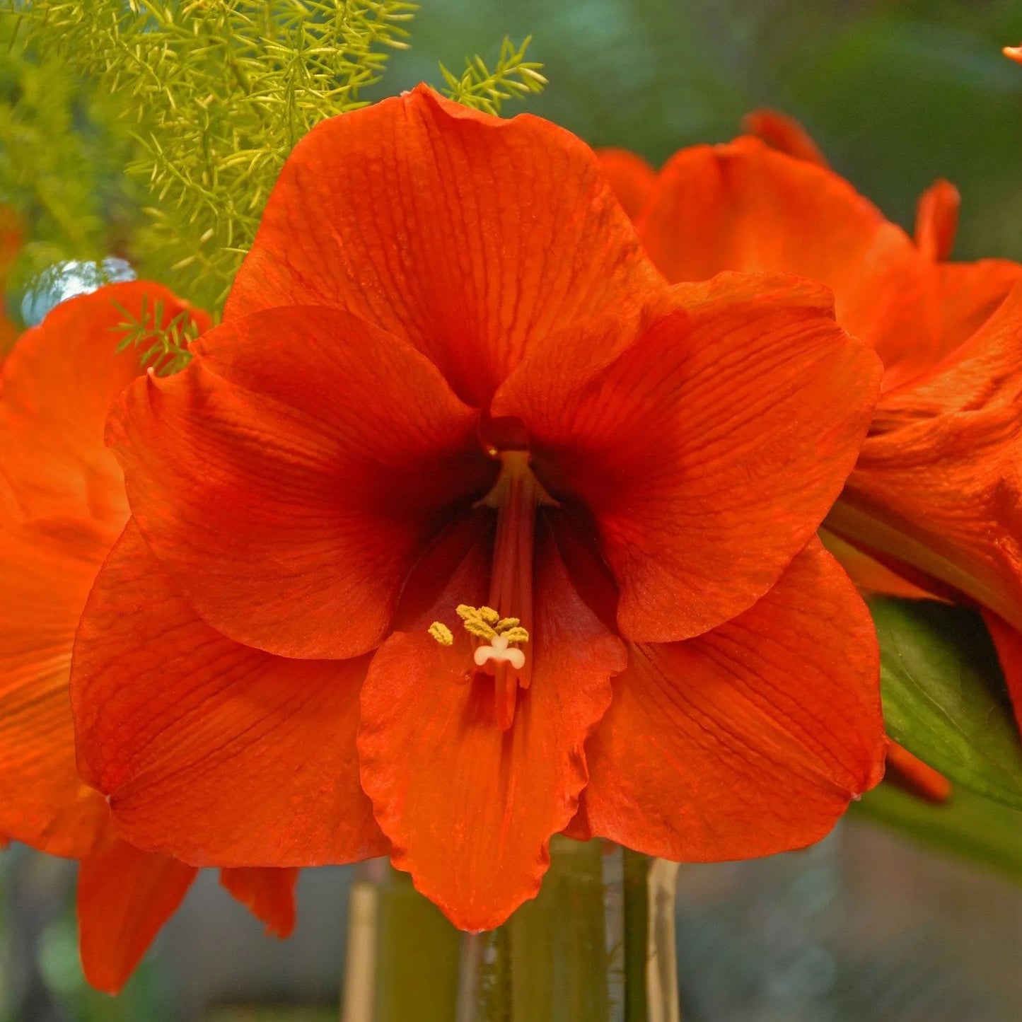 Amaryllis 'Orange Souvereign'