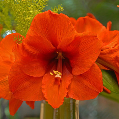 Amaryllis 'Orange Souvereign'