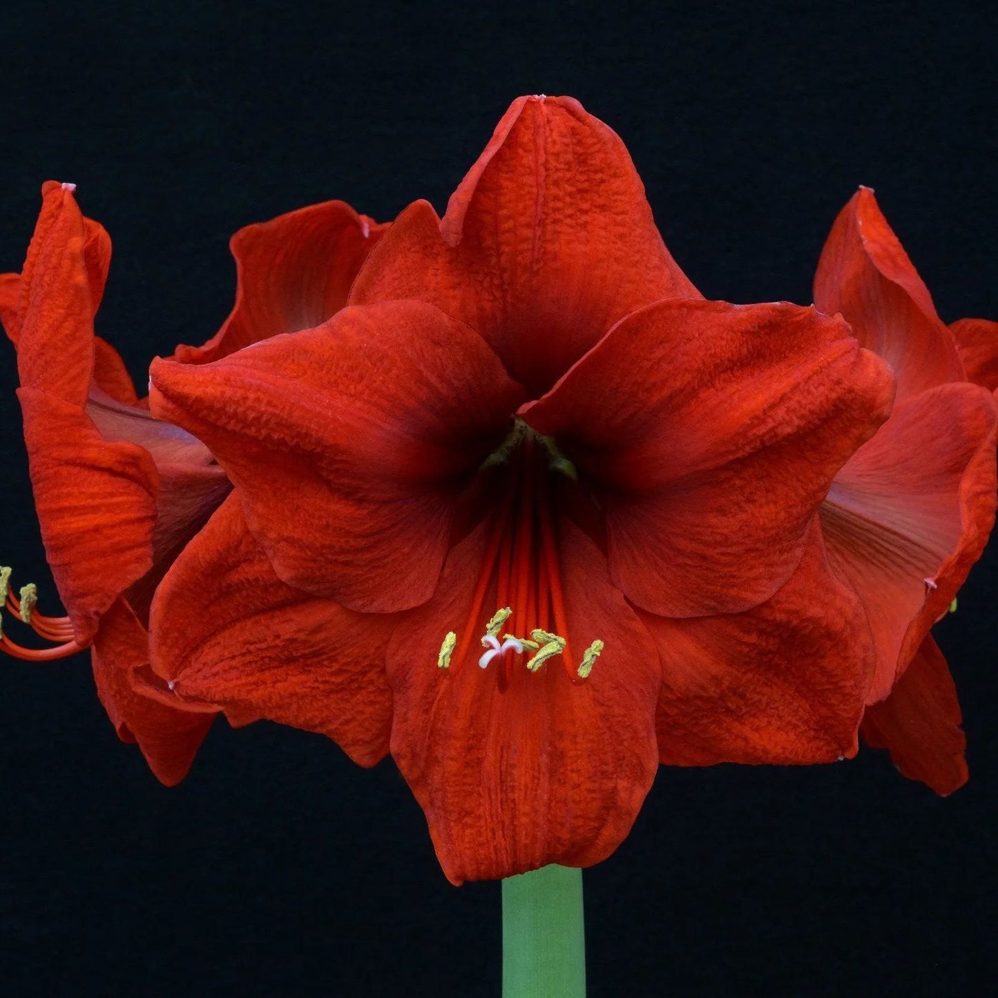 Amaryllis 'Red Lion'