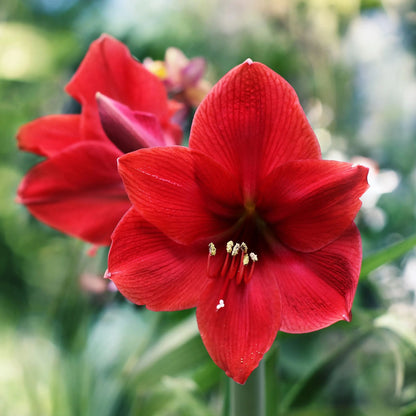 Amaryllis 'Red Lion'