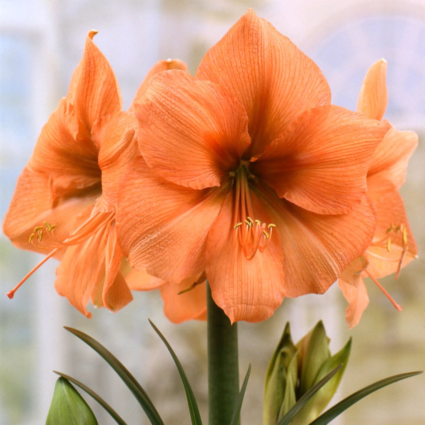 Amaryllis 'Rilona'