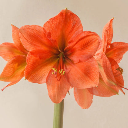 Amaryllis 'Rilona'