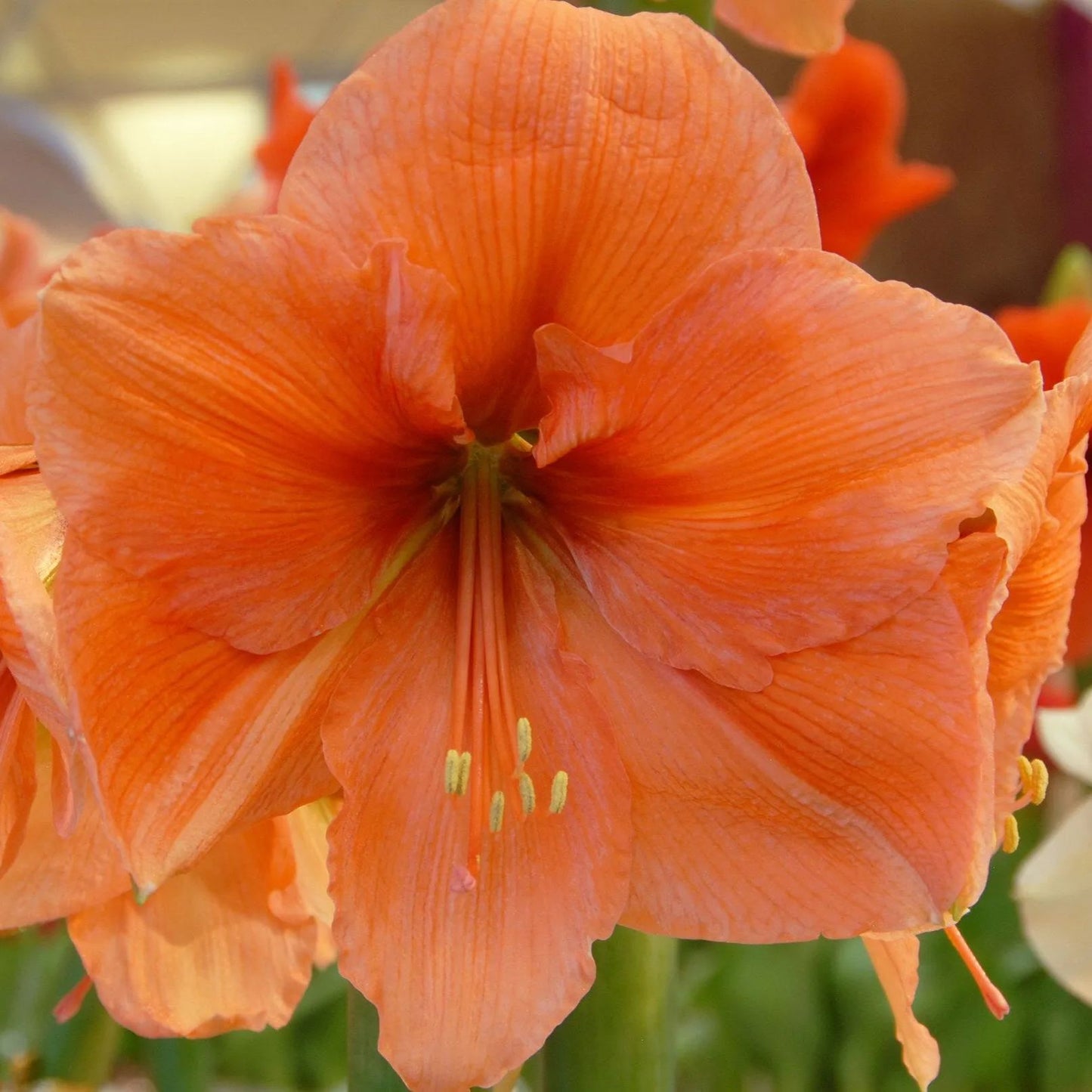 Amaryllis 'Rilona'