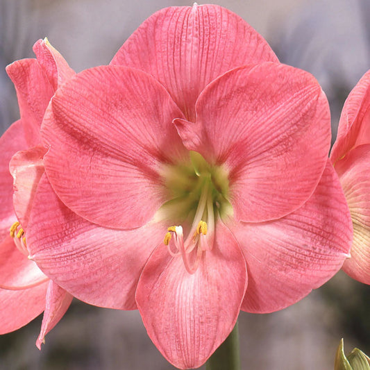 Amaryllis 'Susan'