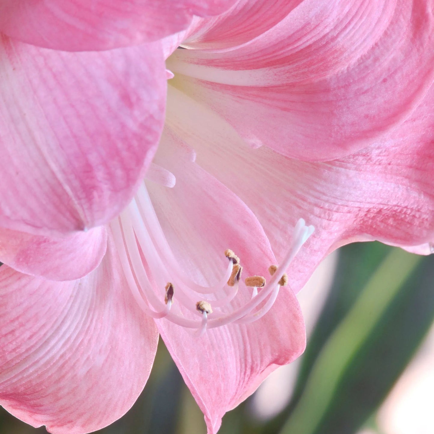 Amaryllis 'Susan'