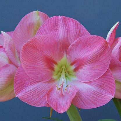 Amaryllis 'Susan'