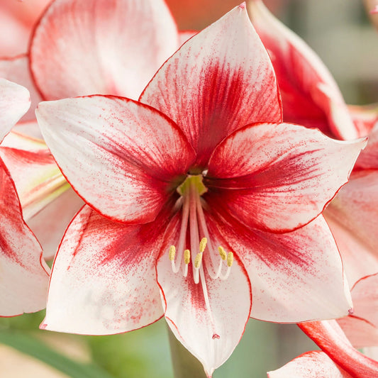 Amaryllis 'Temptation'