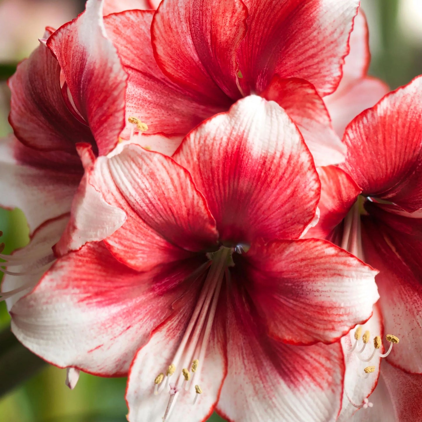 Amaryllis 'Temptation'