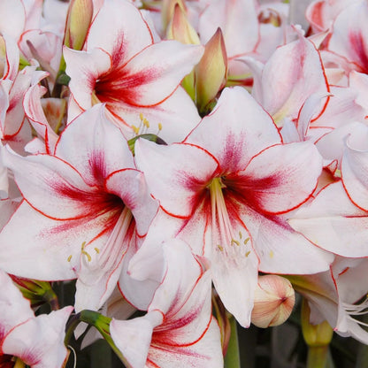 Amaryllis 'Temptation'