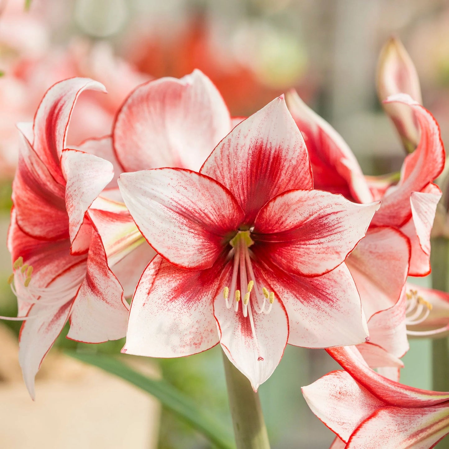 Amaryllis 'Temptation'