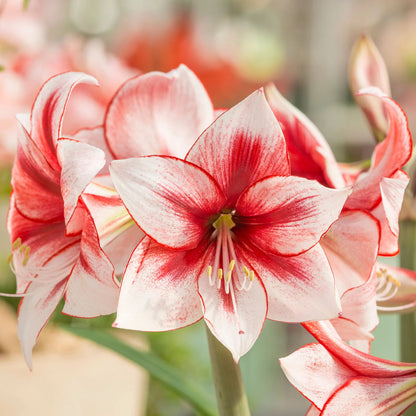 Amaryllis 'Temptation'