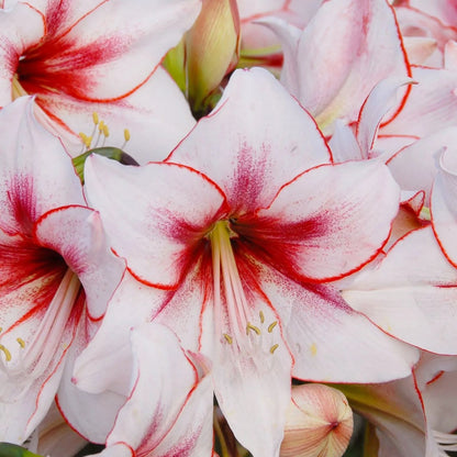 Amaryllis 'Temptation'