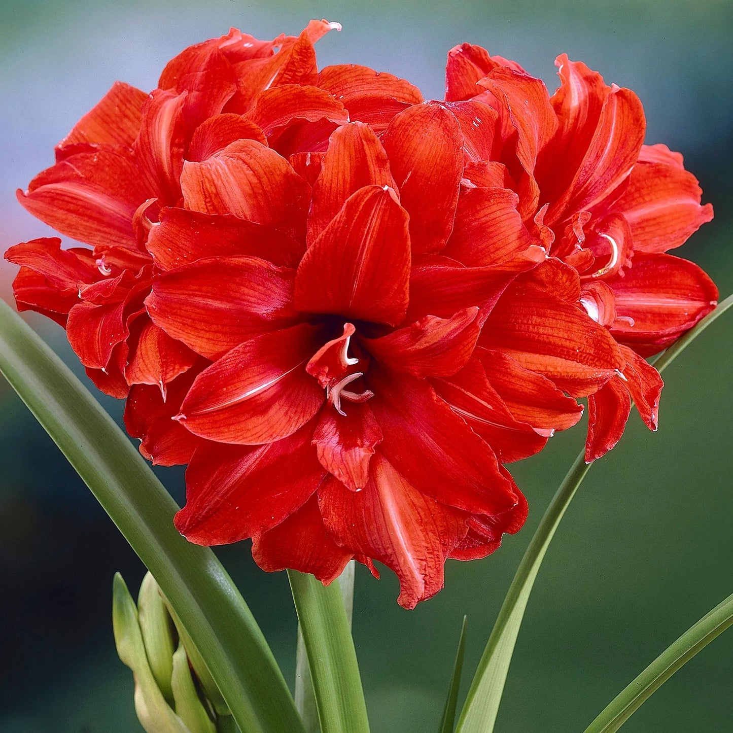 Amaryllis 'Red Peacock'