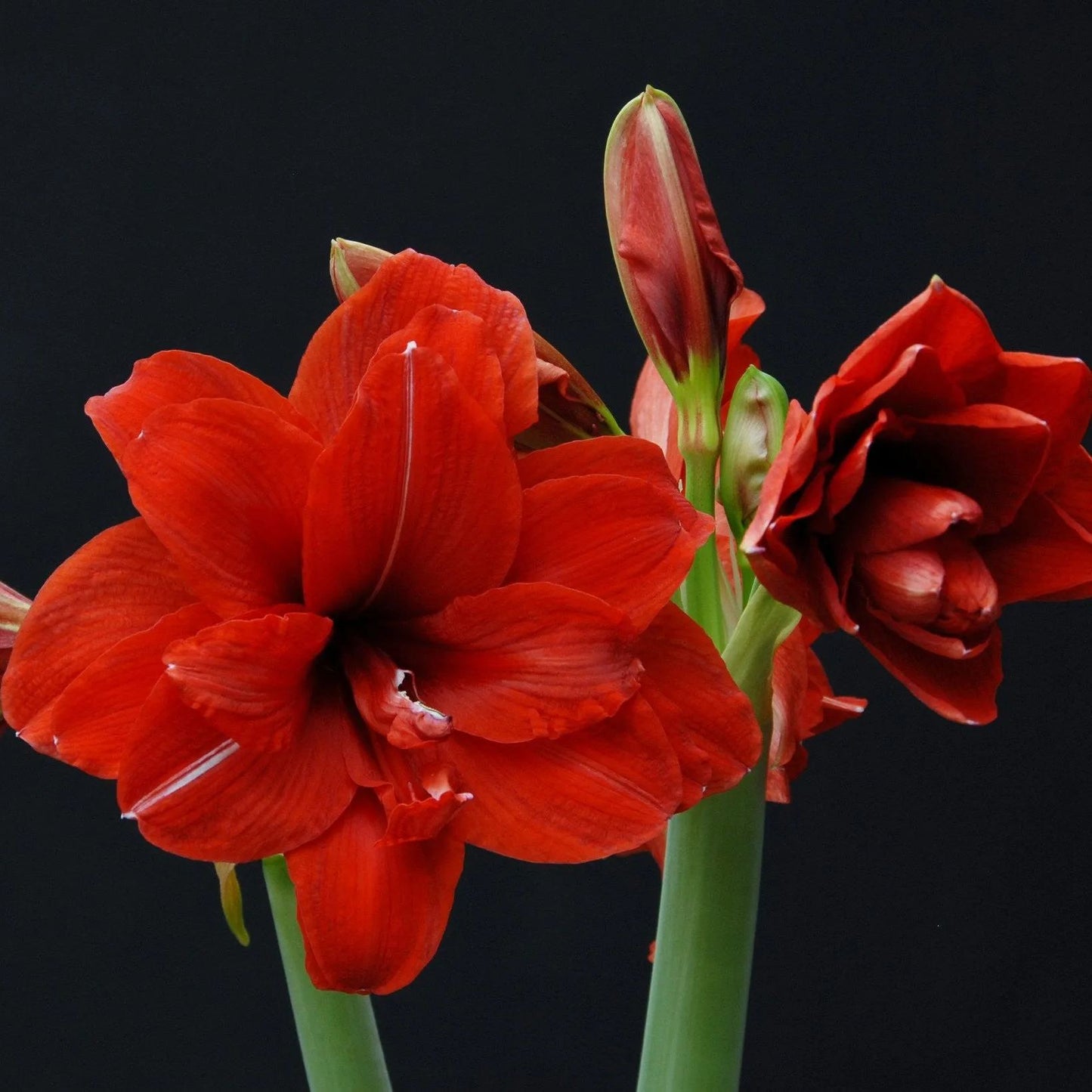 Amaryllis 'Red Peacock'