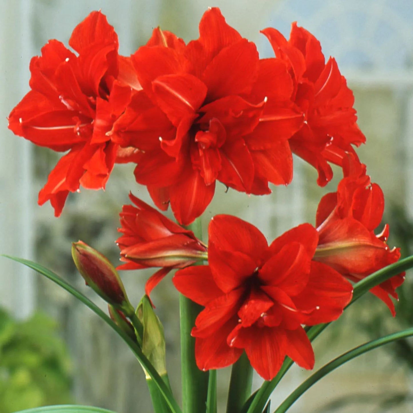 Amaryllis 'Red Peacock'