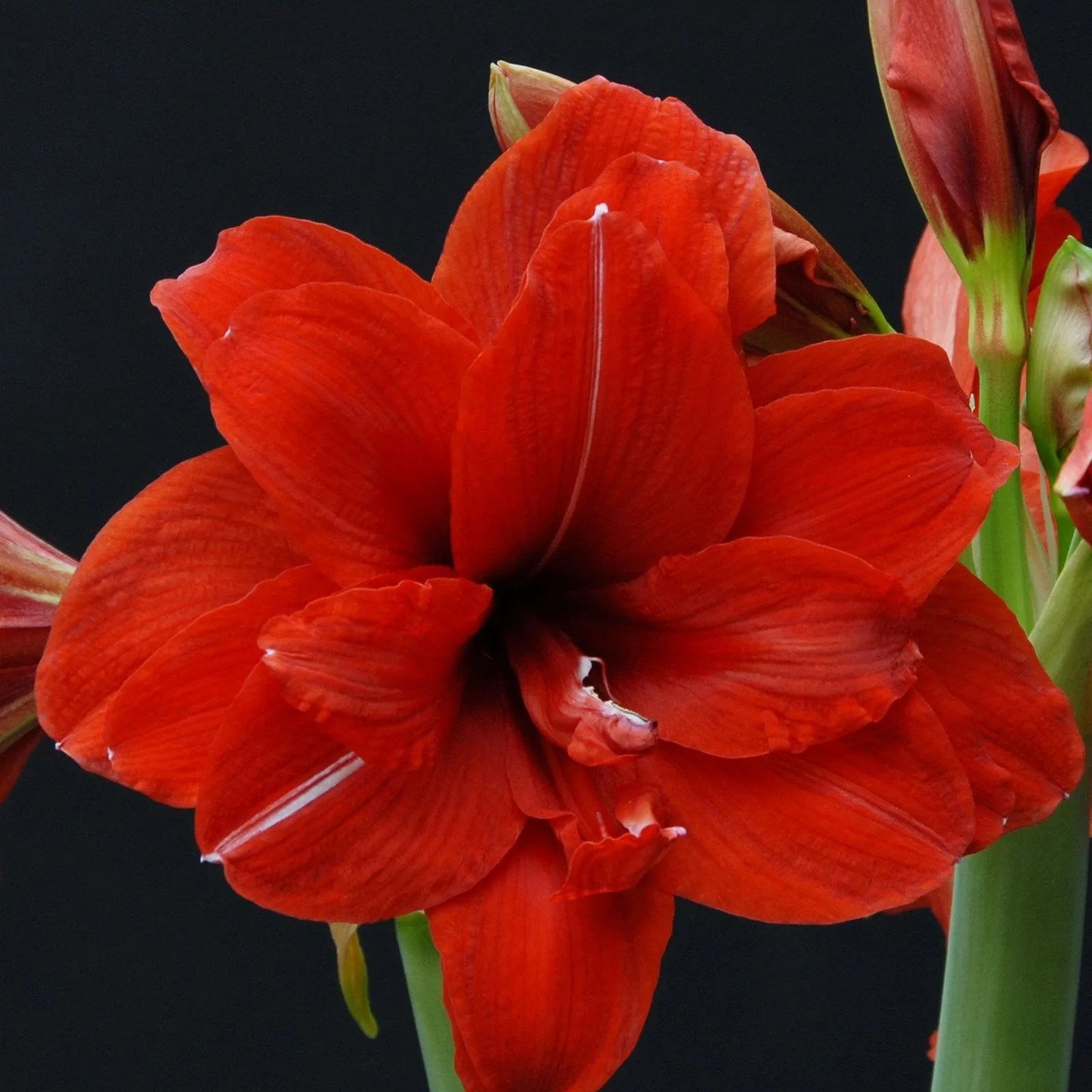 Amaryllis 'Red Peacock'