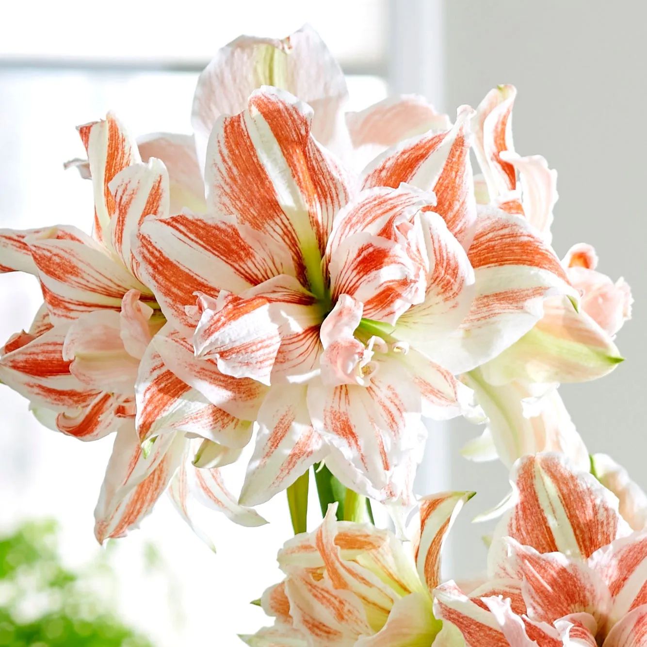 Amaryllis 'Dancing Queen'