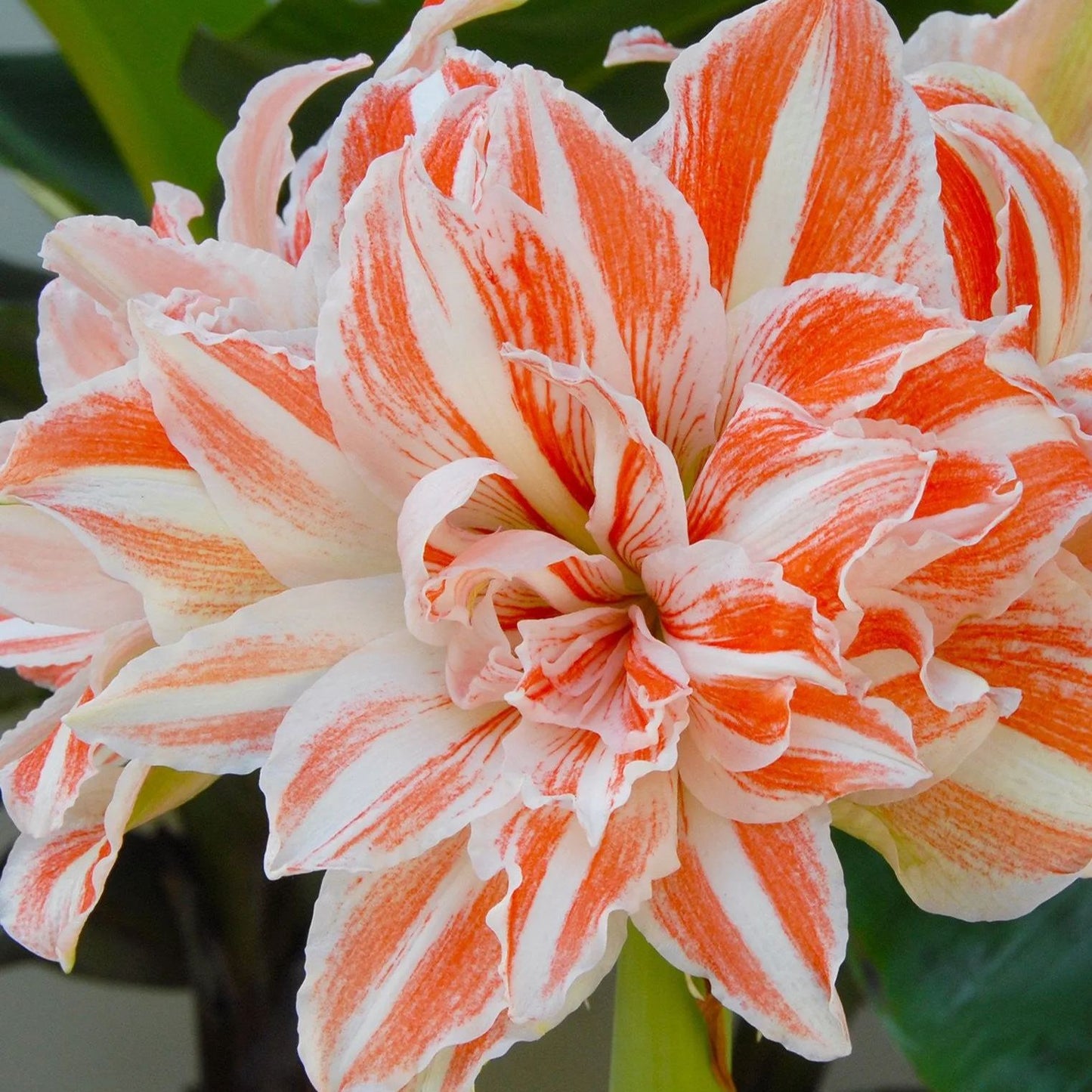 Amaryllis 'Dancing Queen'