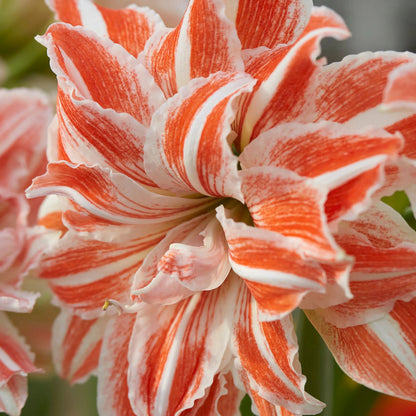 Amaryllis 'Dancing Queen'