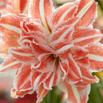 Amaryllis 'Dancing Queen'