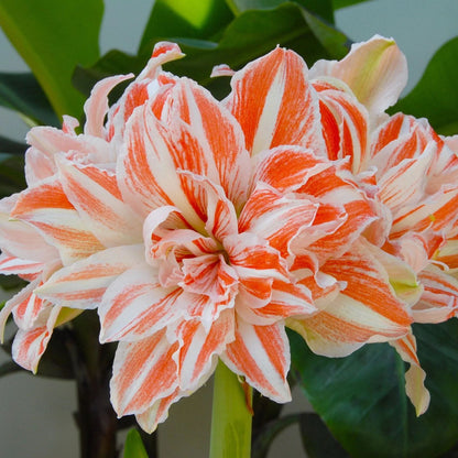 Amaryllis 'Dancing Queen'