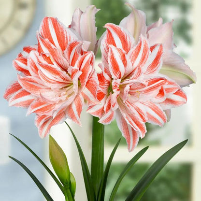 Amaryllis 'Dancing Queen'