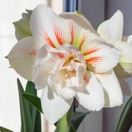 Amaryllis 'Nymph'