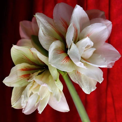 Amaryllis 'Nymph'