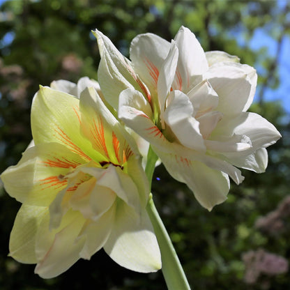 Amaryllis 'Nymph'