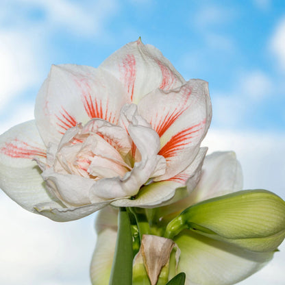 Amaryllis 'Nymph'