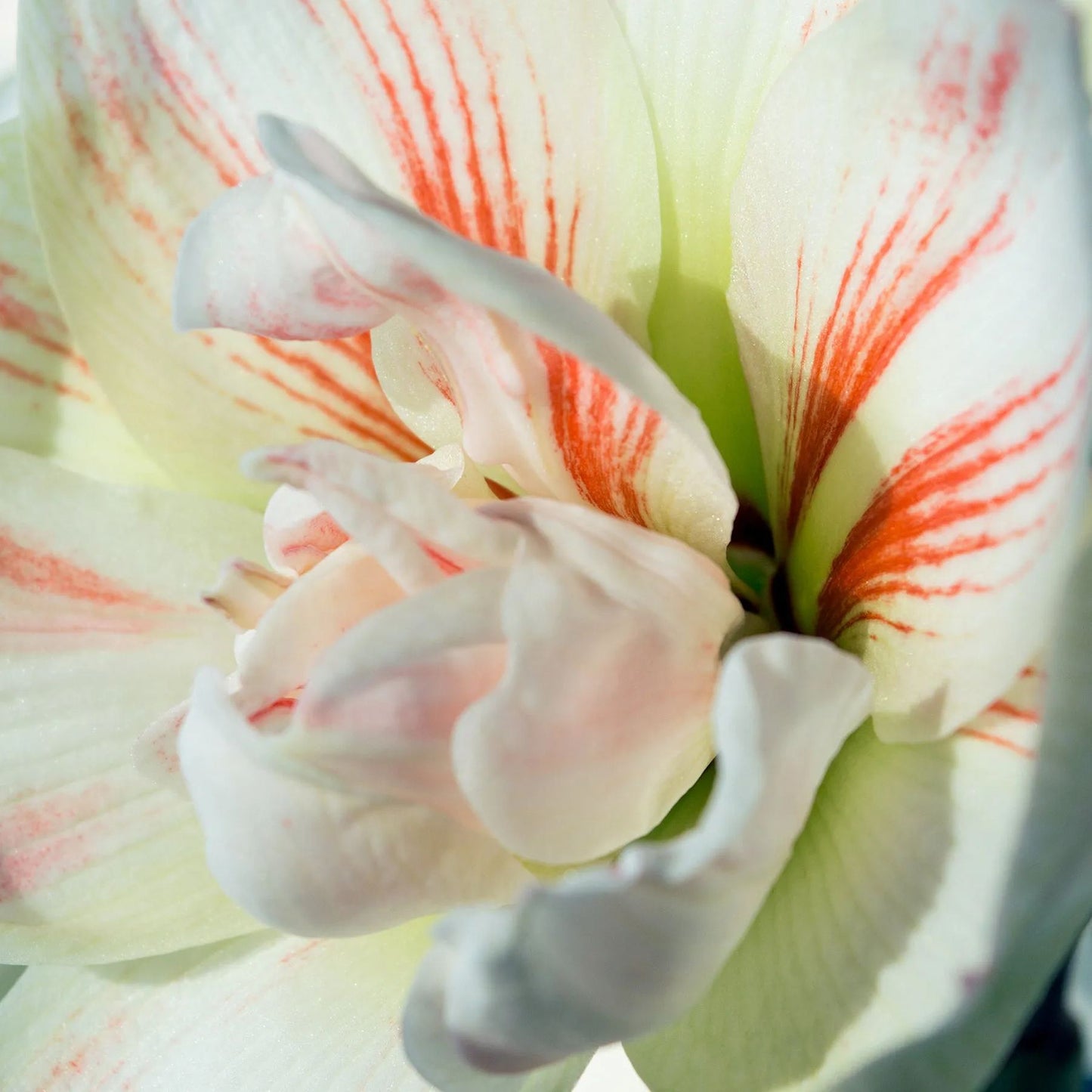 Amaryllis 'Nymph'