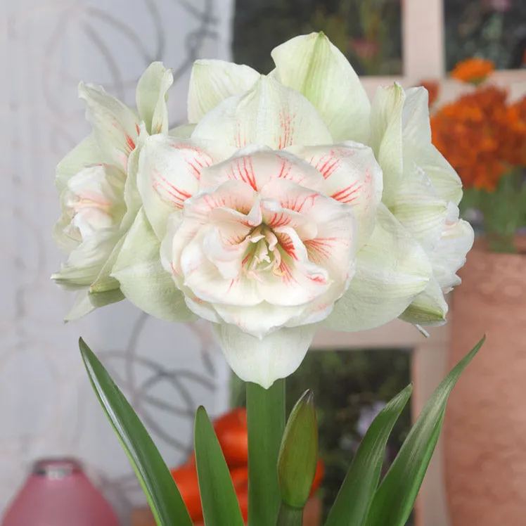 Amaryllis 'Nymph'