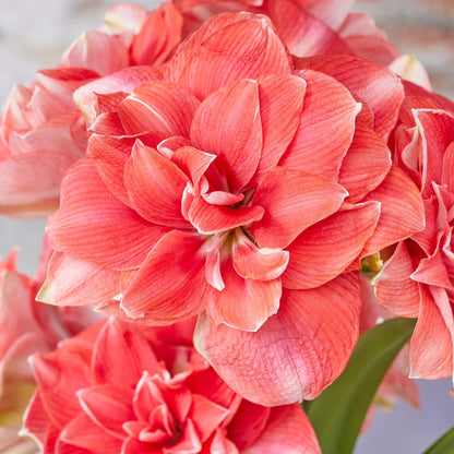 Amaryllis 'Double Dream'