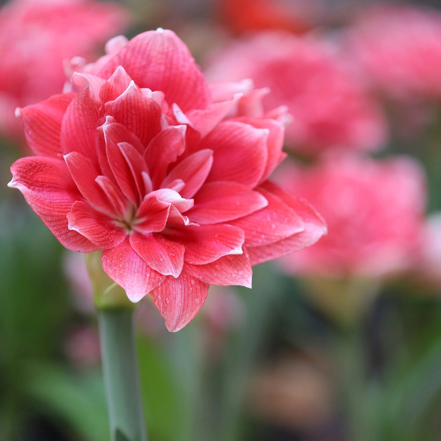 Amaryllis 'Double Dream'