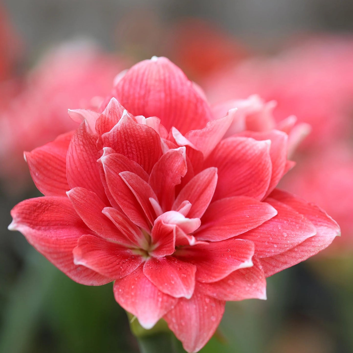 Amaryllis 'Double Dream'