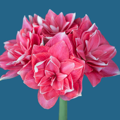 Amaryllis 'Double Dream'