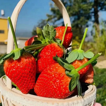 Cream Strawberry Seeds