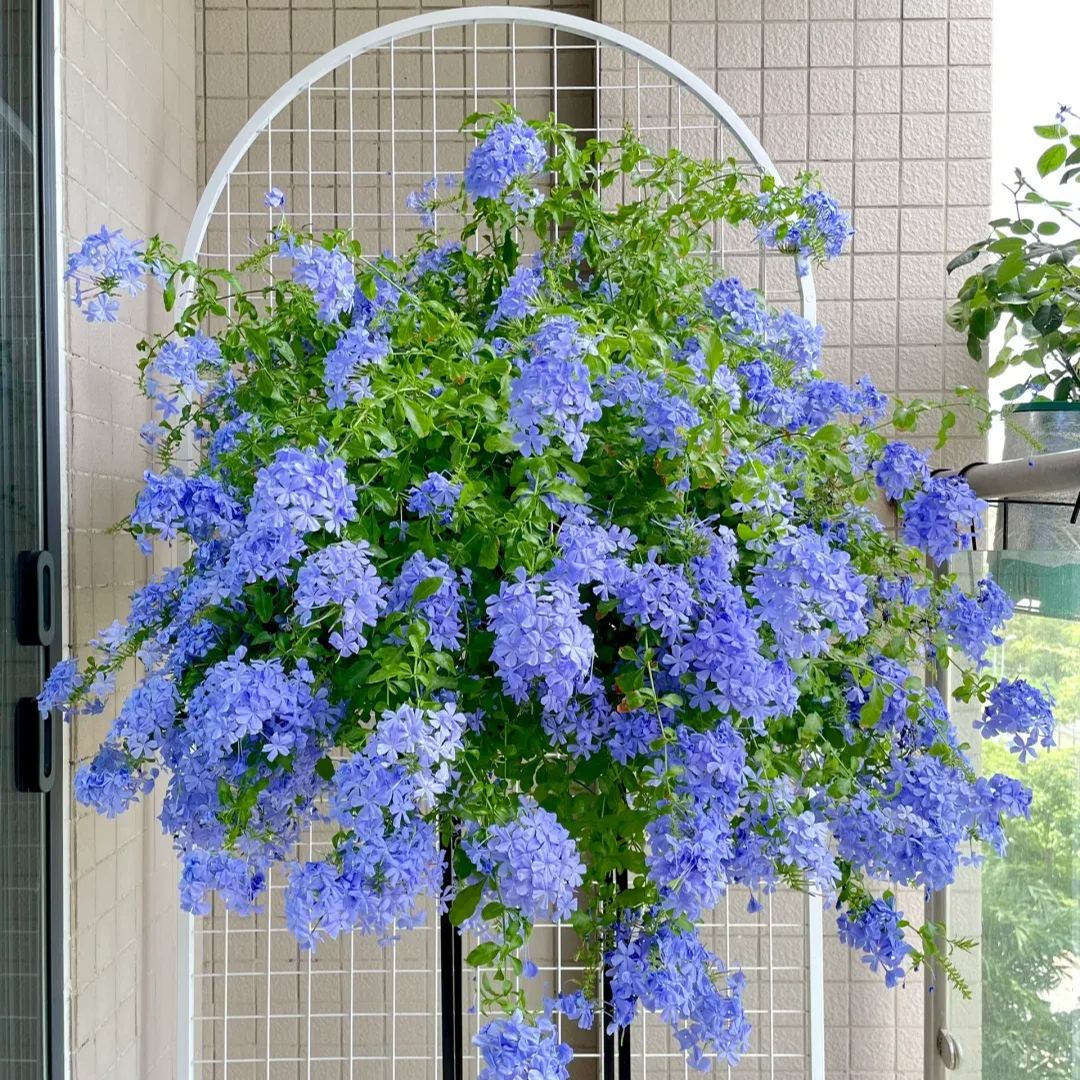 ❄️Blue Plumbago Seeds Indoor Potted Garden Gardening