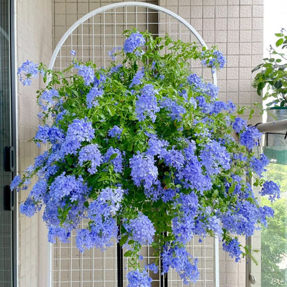 ❄️Blue Plumbago Seeds Indoor Potted Garden Gardening