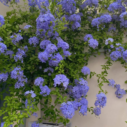 ❄️Blue Plumbago Seeds Indoor Potted Garden Gardening