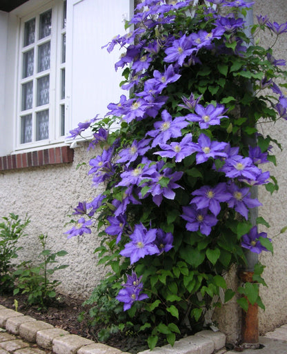 🌷Clematis - Garden’s All-Season Blooming Wonder