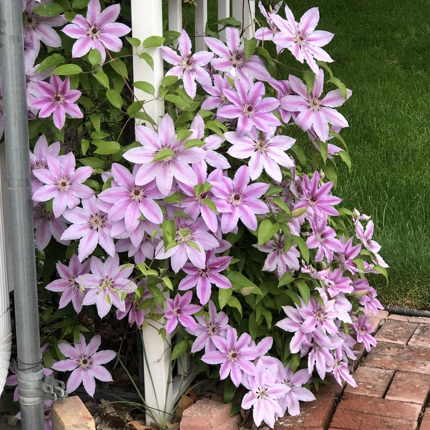 🌷Clematis - Garden’s All-Season Blooming Wonder