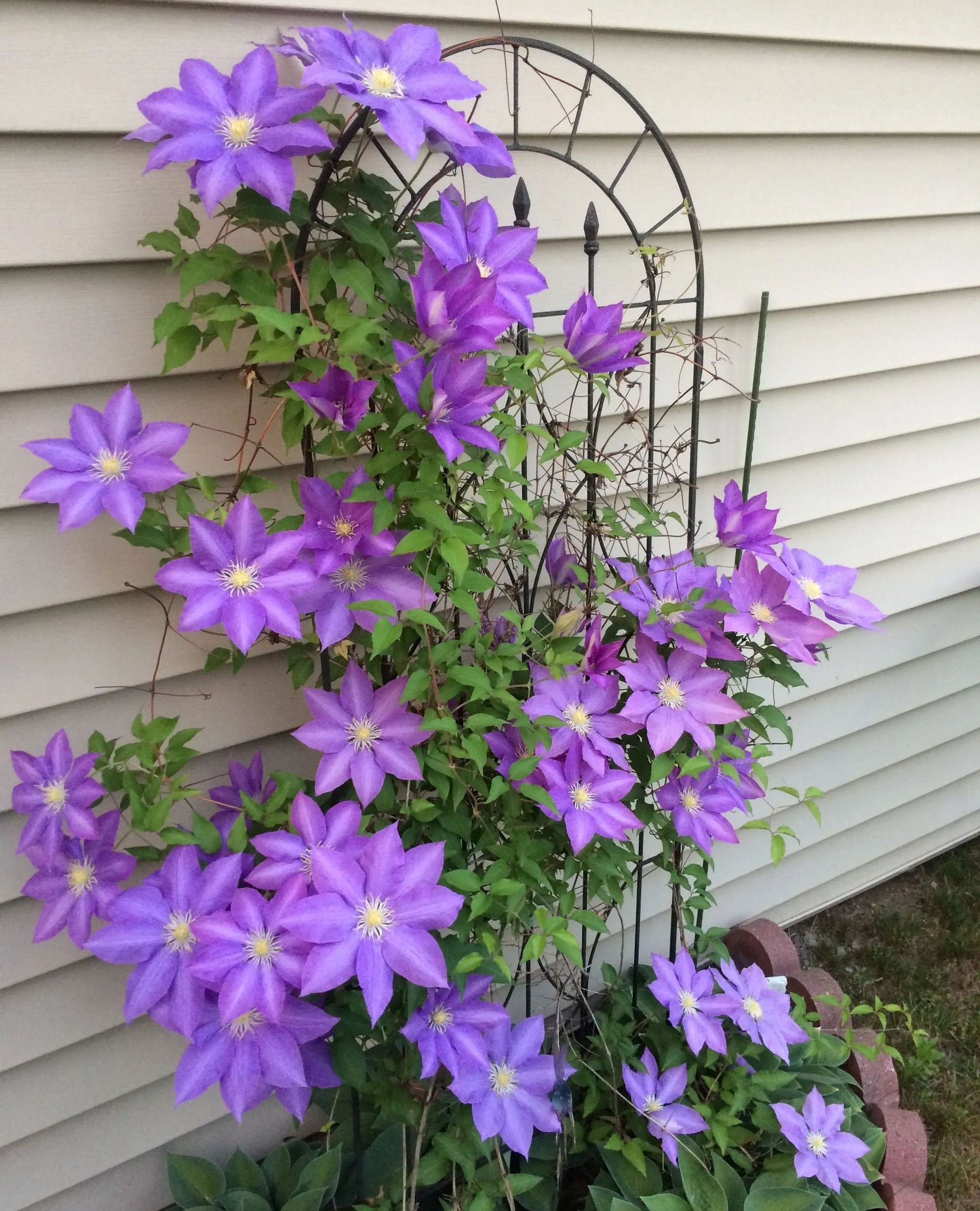 🌷Clematis - Garden’s All-Season Blooming Wonder