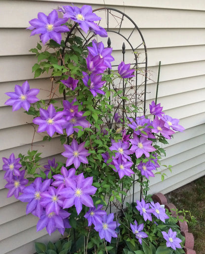 🌷Clematis - Garden’s All-Season Blooming Wonder