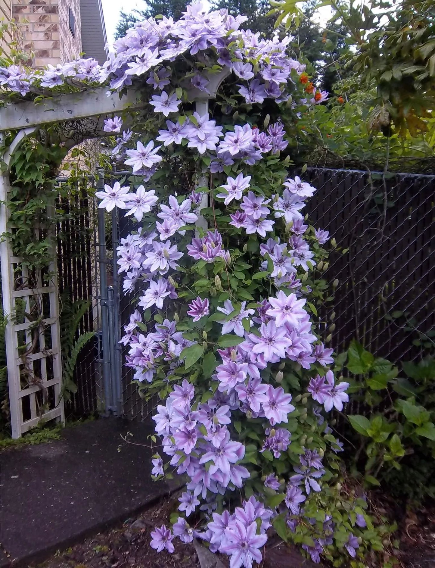 🌷Clematis - Garden’s All-Season Blooming Wonder